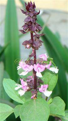  Inflorescence-Verticillasters